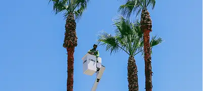 Large tree removal with crane support near homes in Santa Rosa