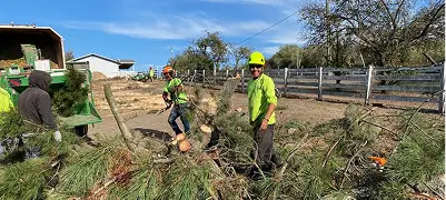 Line clearing near utilities in Sebastopol